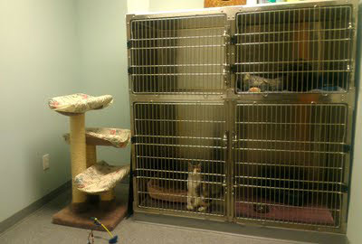 picture of Old York Veterinary cat ward