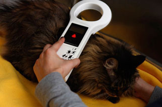 picture of a cat being scanned for a microchip