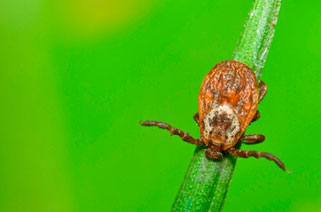 picture of a deer tick