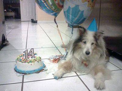 picture of a senior dog with a birthday cake.