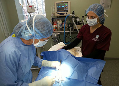 Picture of Dr. Helen Campbell performing surgery on a dog.